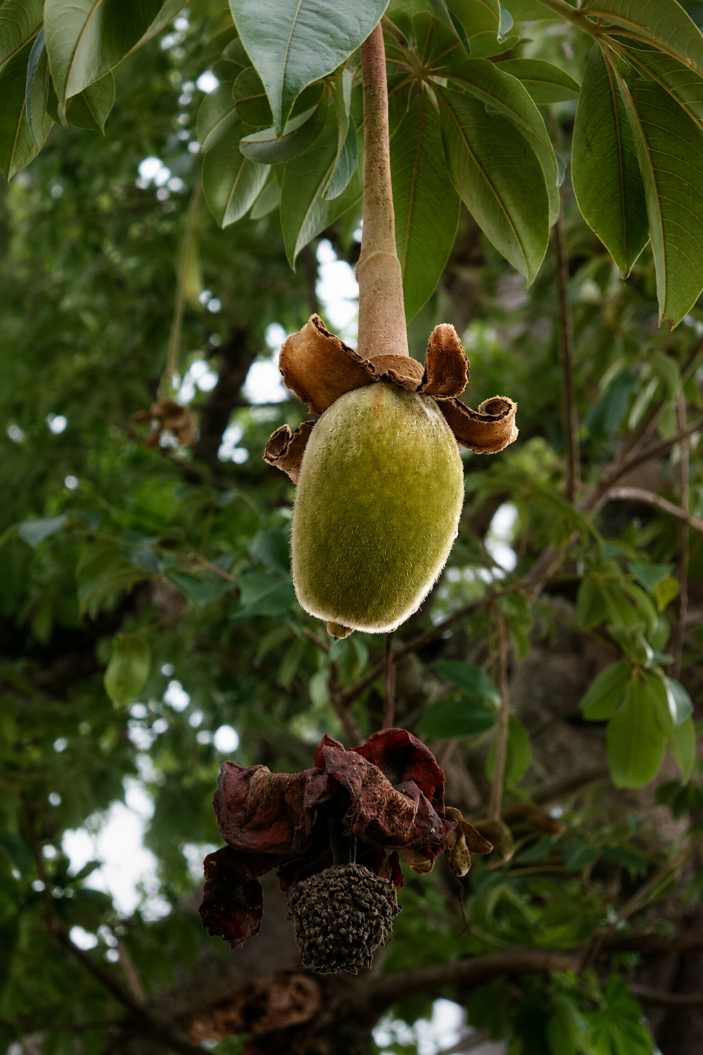 Baobab Powder origin